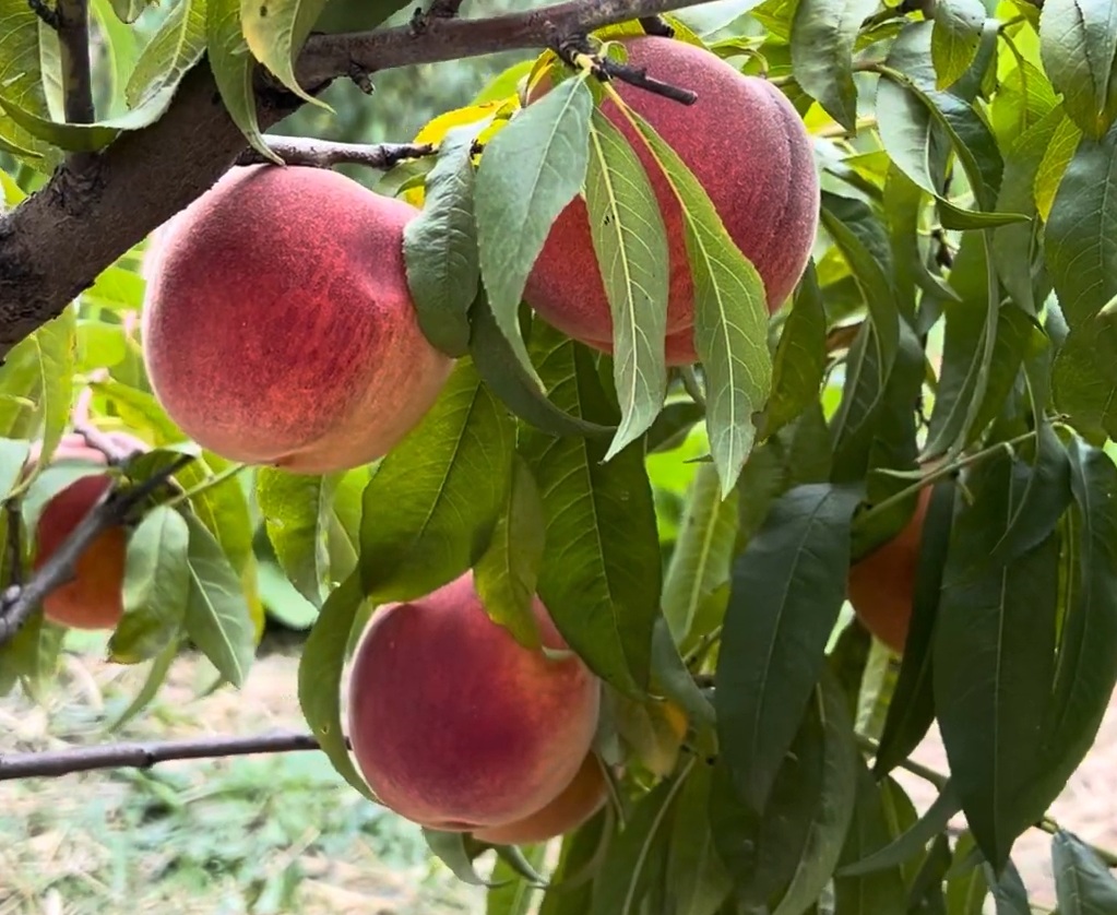 Купити Персик "Крест Хевен" 