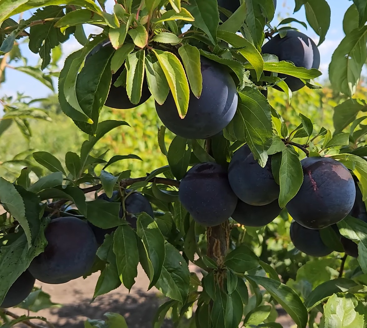 Купити Гібрид сливи "Кримсон Гло"