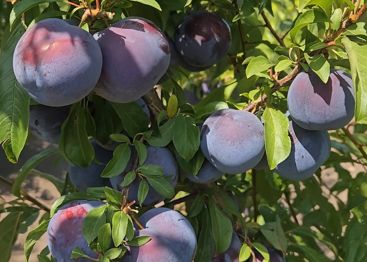 Купити Гібрид сливи "Кримсон Гло"