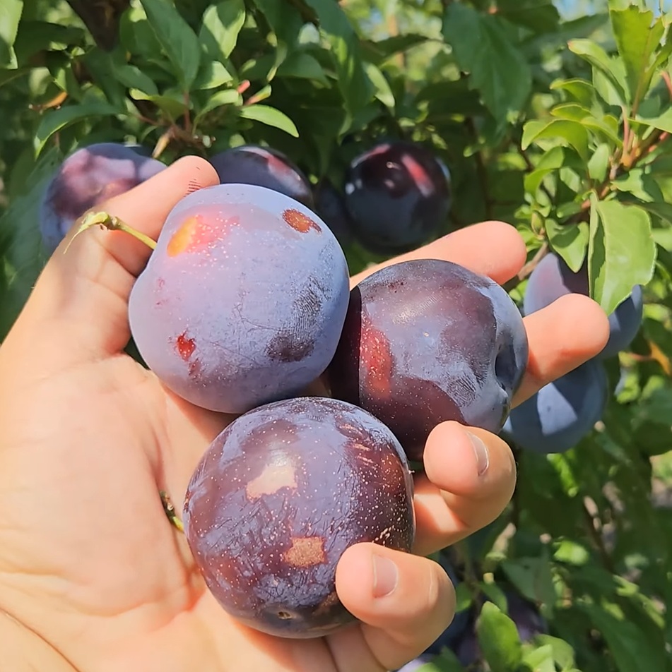 Купити Гібрид сливи "Кримсон Гло"