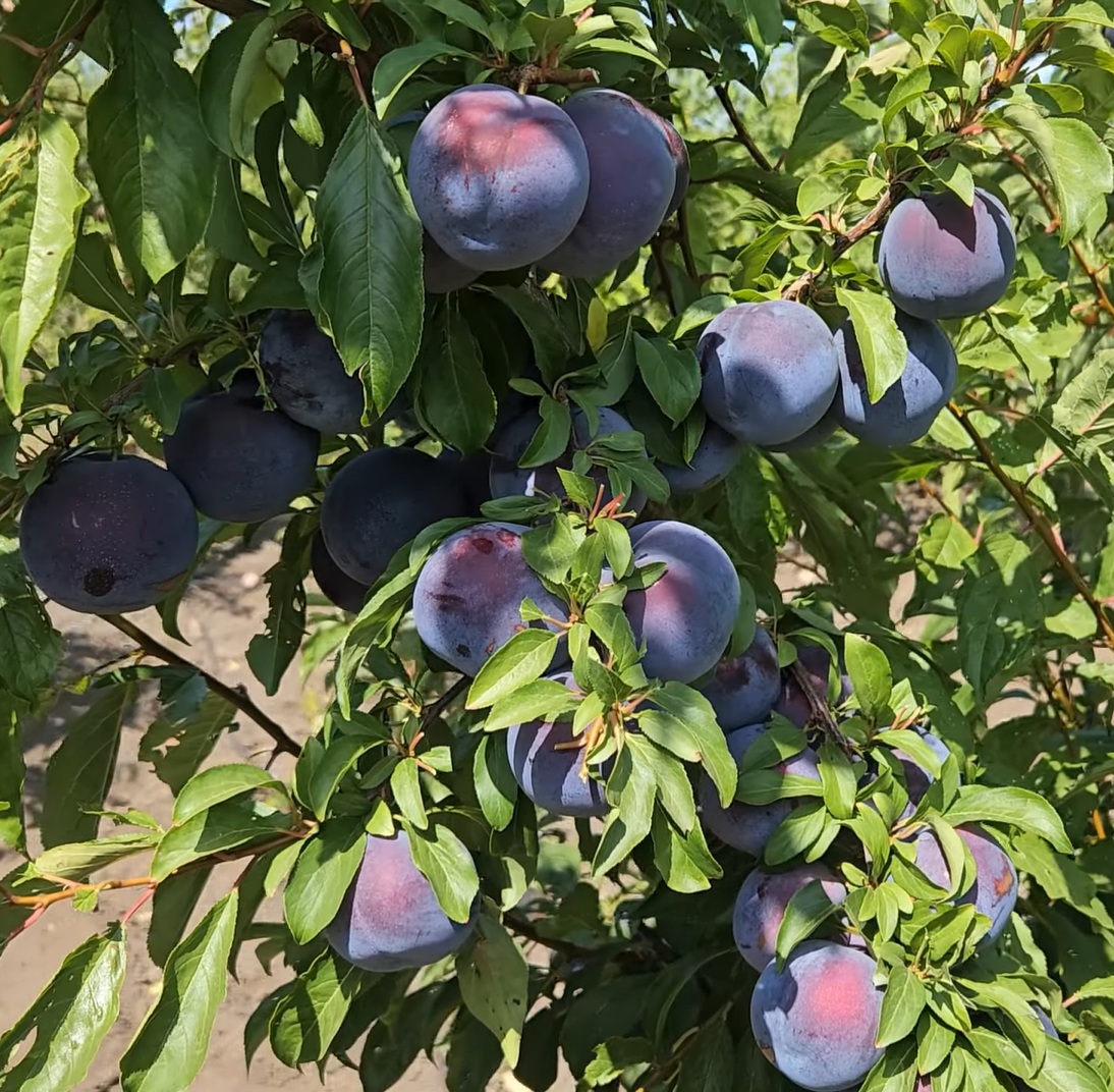 Купити Гібрид сливи "Кримсон Гло"