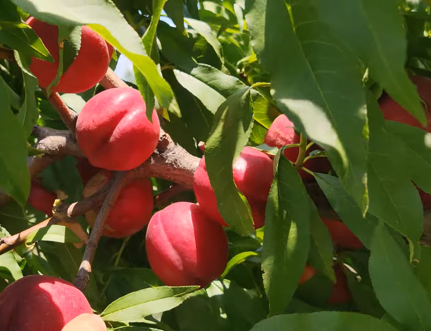 Купити Нектарин "Кримсон Голд" 