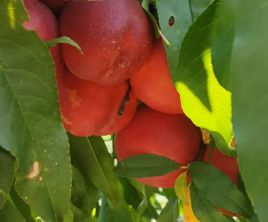 Купити Нектарин "Кримсон Голд" 