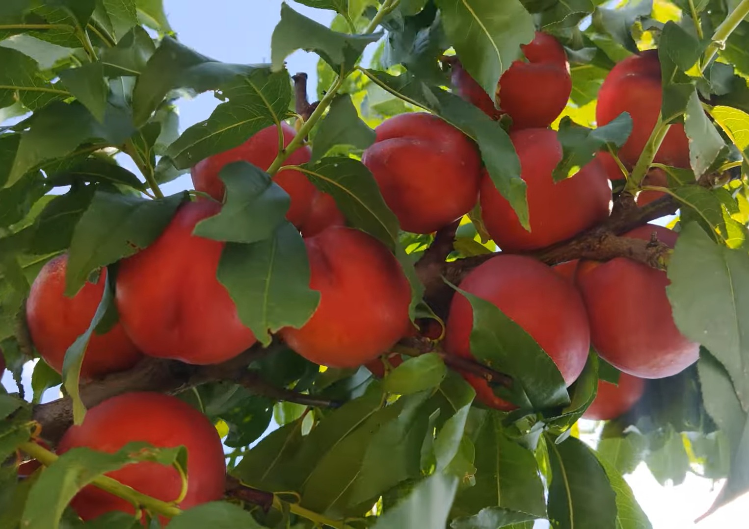 Купити Нектарин "Кримсон Голд" 