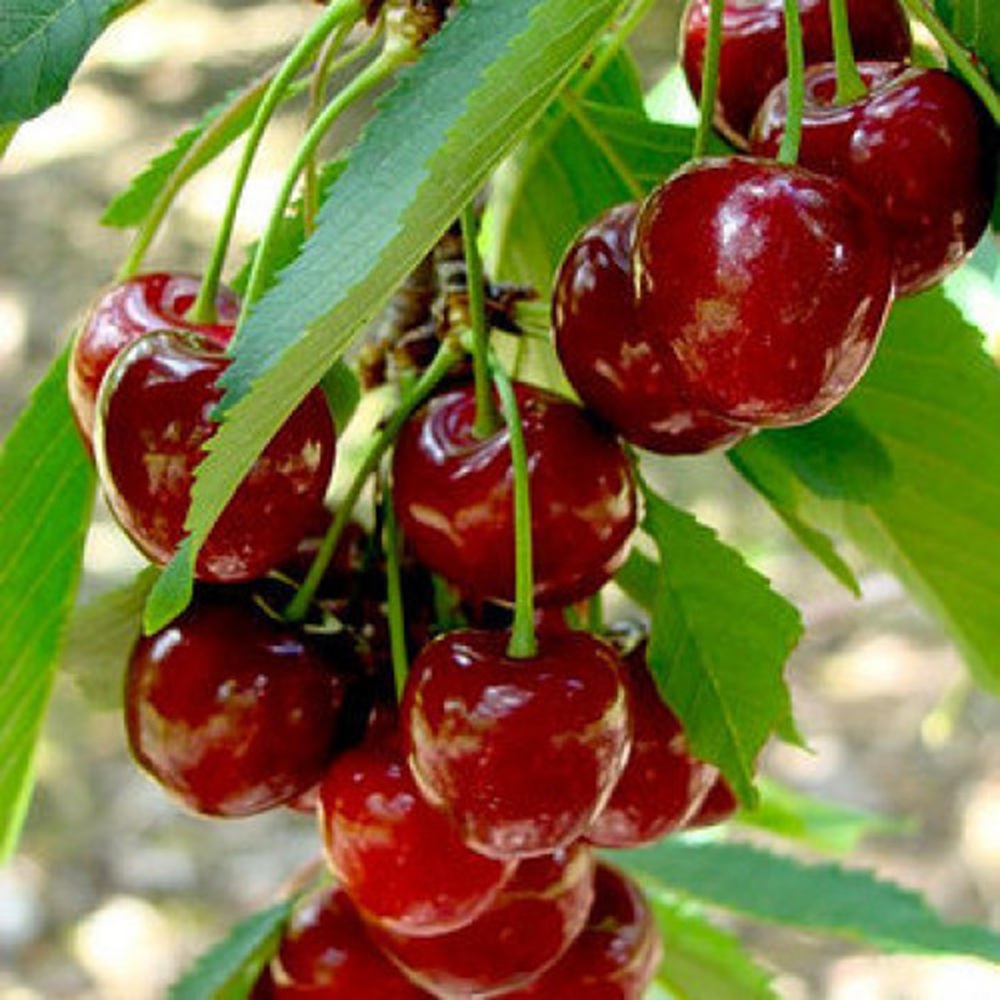 Купити Вишню "Ксенія"