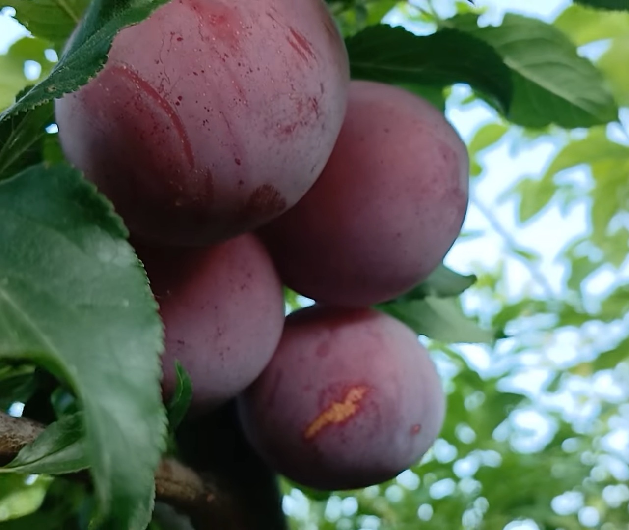 Купити Аличу "Кубанська Комета"