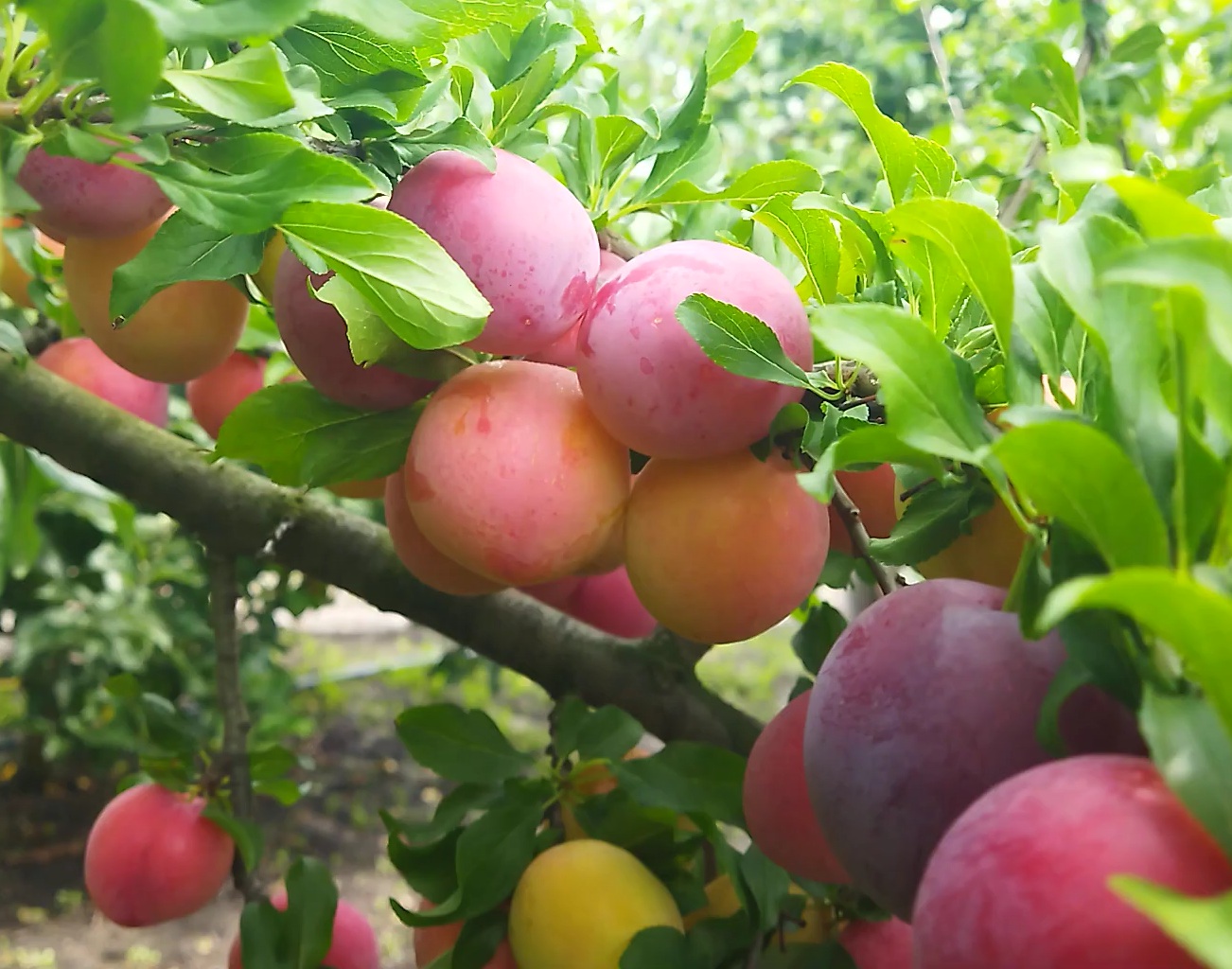 Алича "Тетяна"