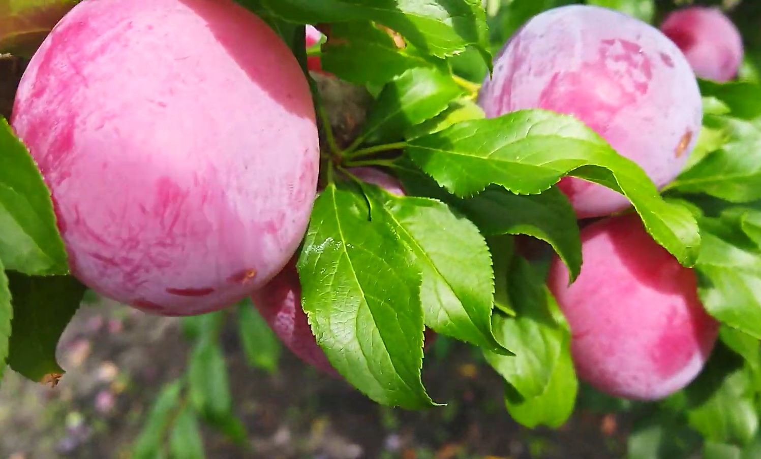 Купити Аличу "Кубанська Комета"