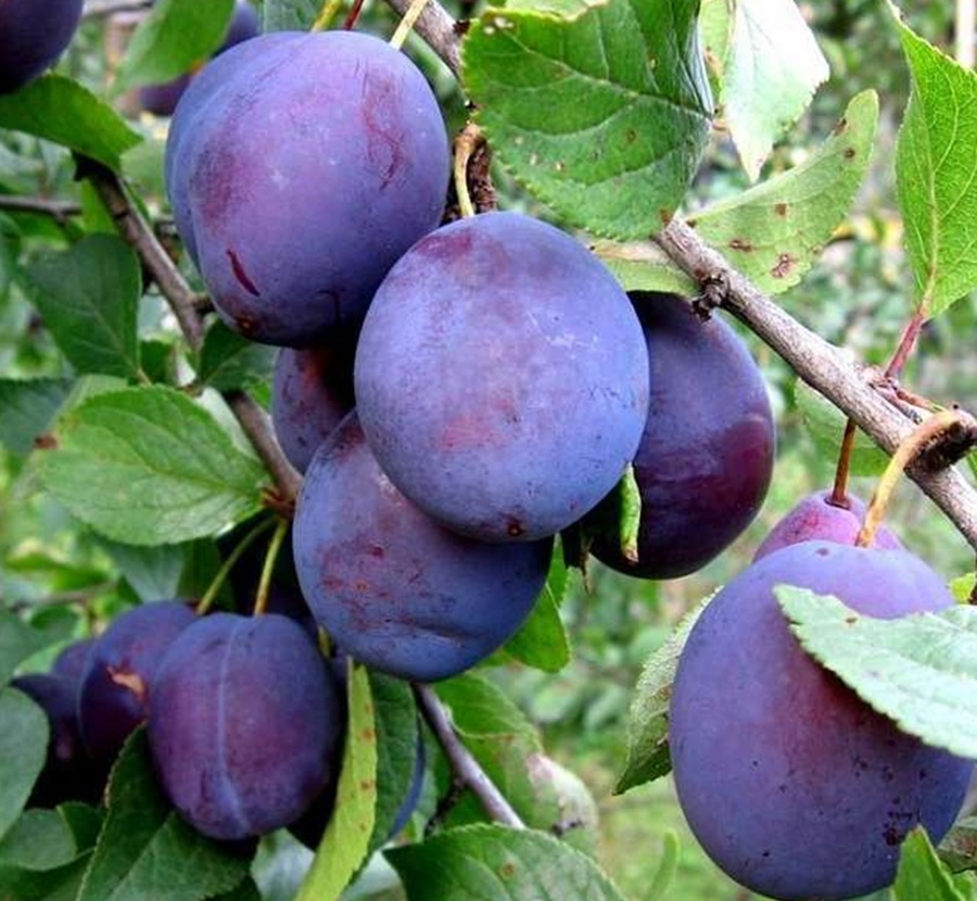 Купити Сливу "Кубанська рання"