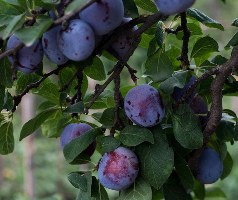 Купити Сливу "Кубанська рання"
