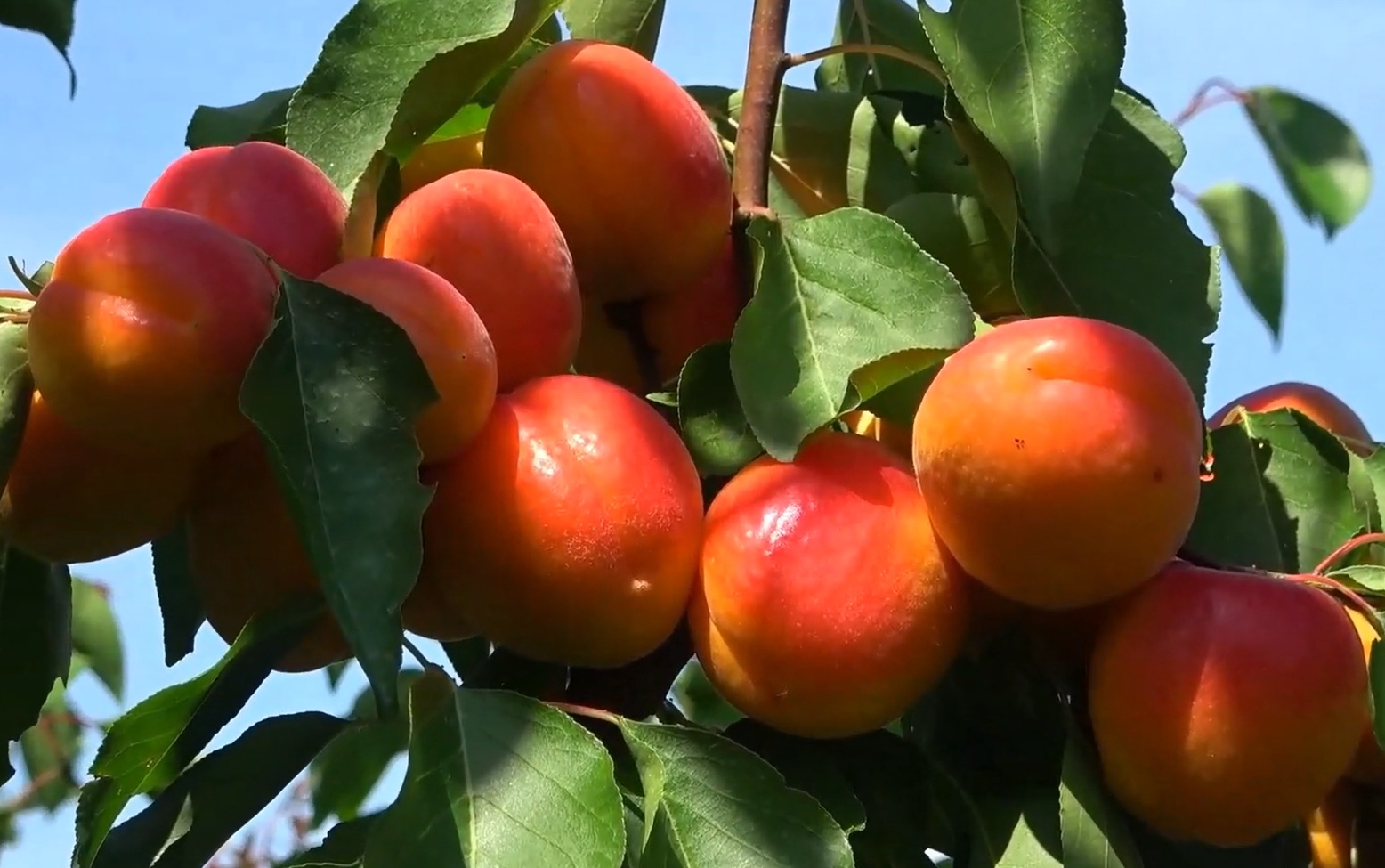 Купити Абрикос "Кулгат"