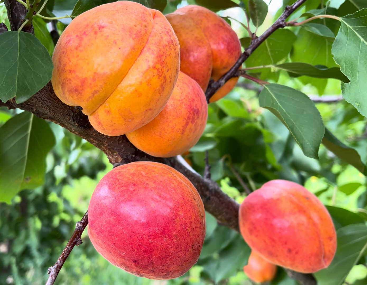 Купити Абрикос "Кулгат"