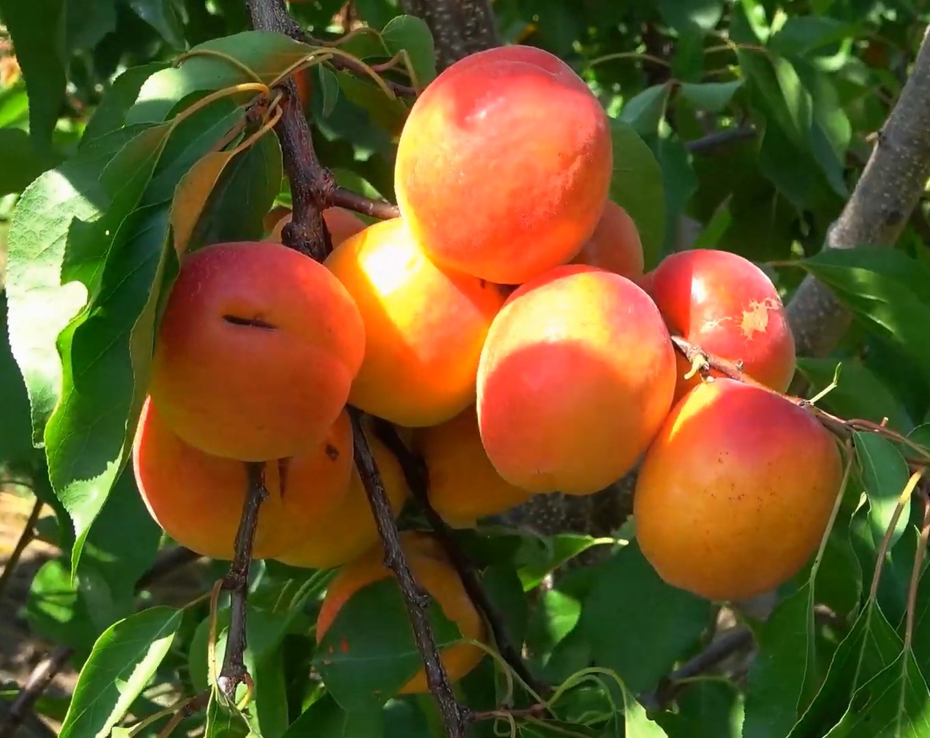 Купити Абрикос "Кулгат"