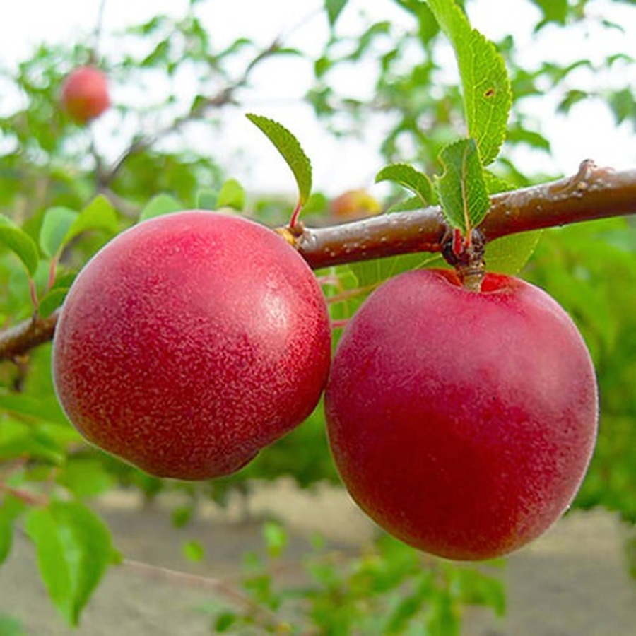 Купити Гібрид сливи "Кінг-Конг"