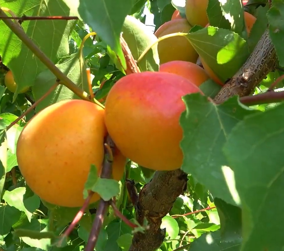 Купити Абрикос "Кіото"