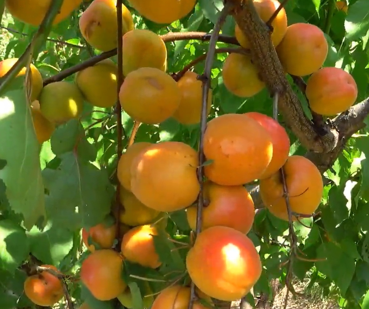 Купити Абрикос "Кіото"