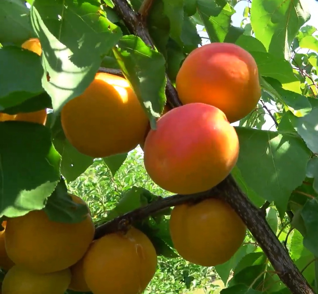 Купити Абрикос "Кіото"