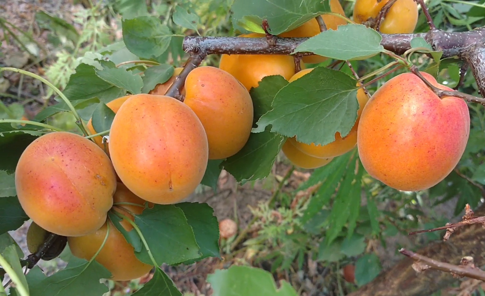 Купити Абрикос "Кіото"