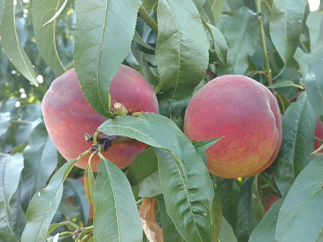 Купить Персик "Лаурол"