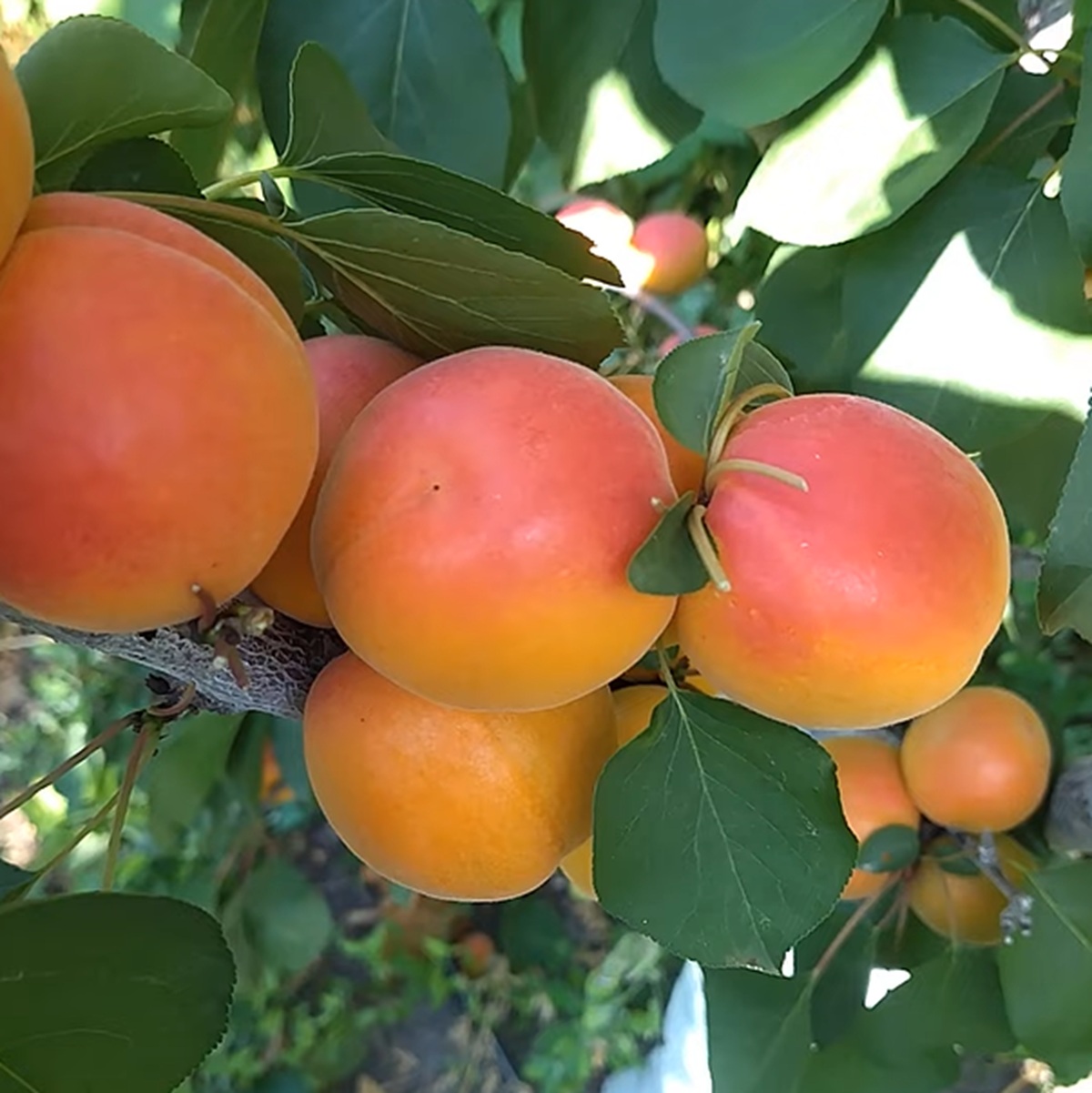 Купити Абрикос "Ле-32/76 Бетінка"