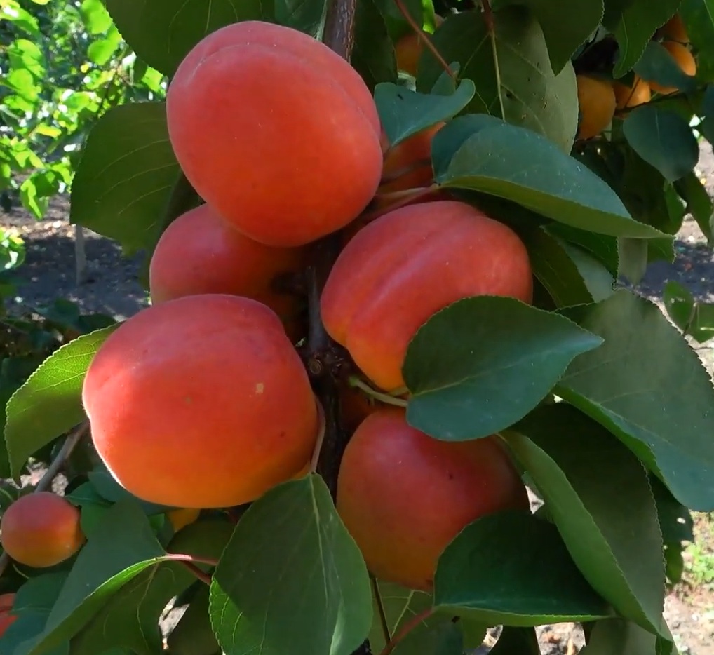 Купити Абрикос "Ле-32/76 Бетінка"