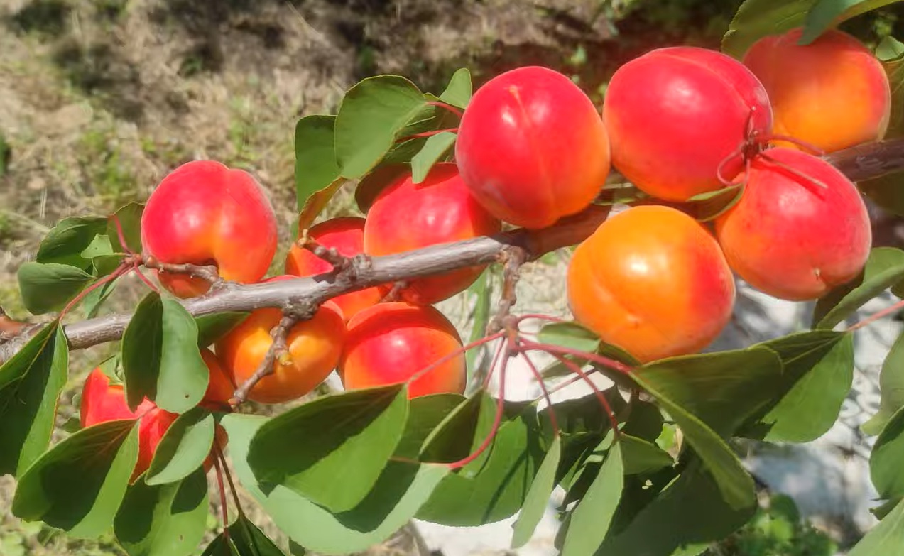 Купити Абрикос "Ле-32/76 Бетінка"