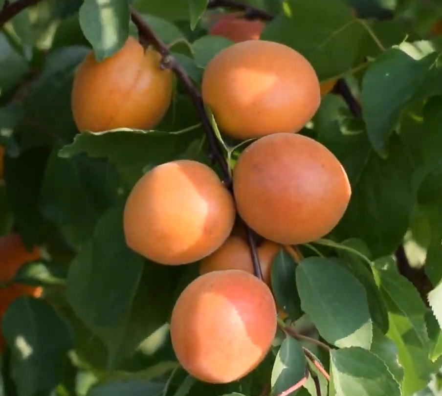 Купити Абрикос "Лескоре"