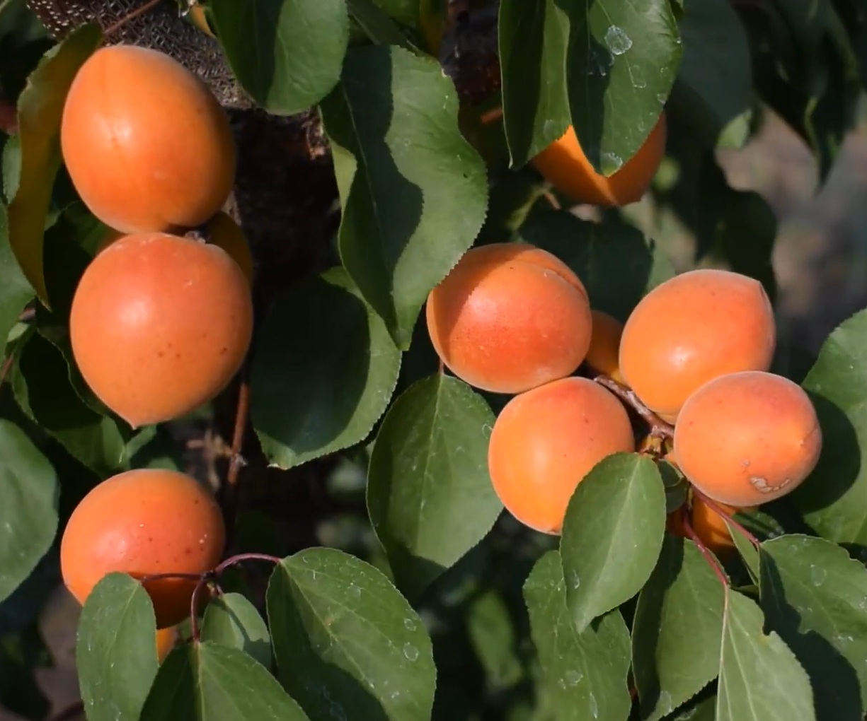 Купити Абрикос "Лескоре"