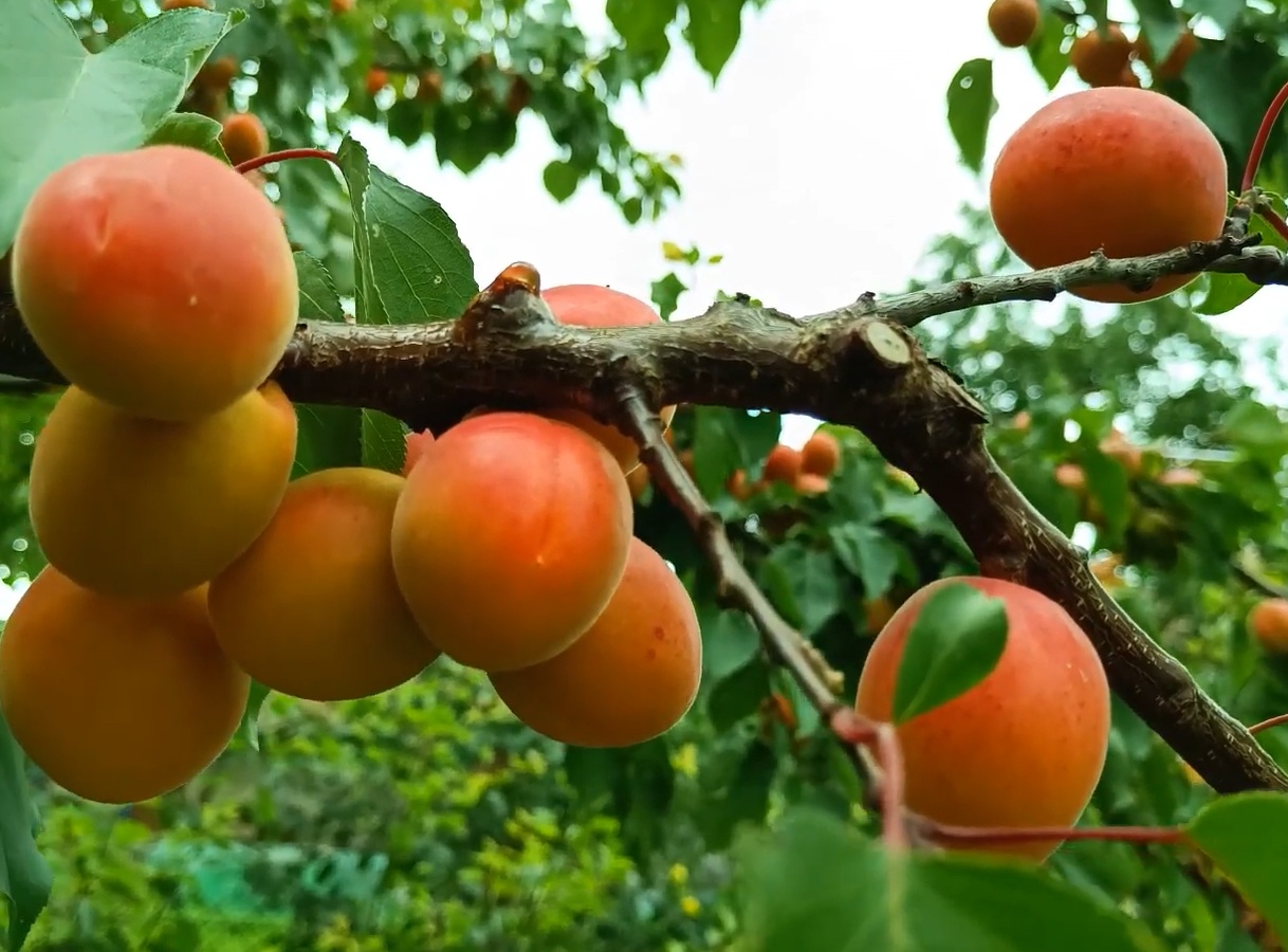 Купити Абрикос "Лескоре"