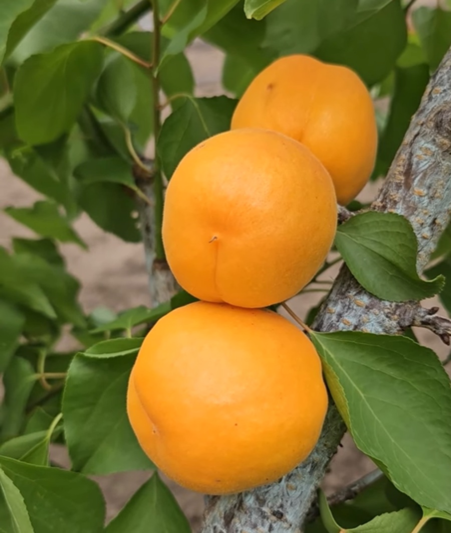 Купити саджанець абрикосу Лука