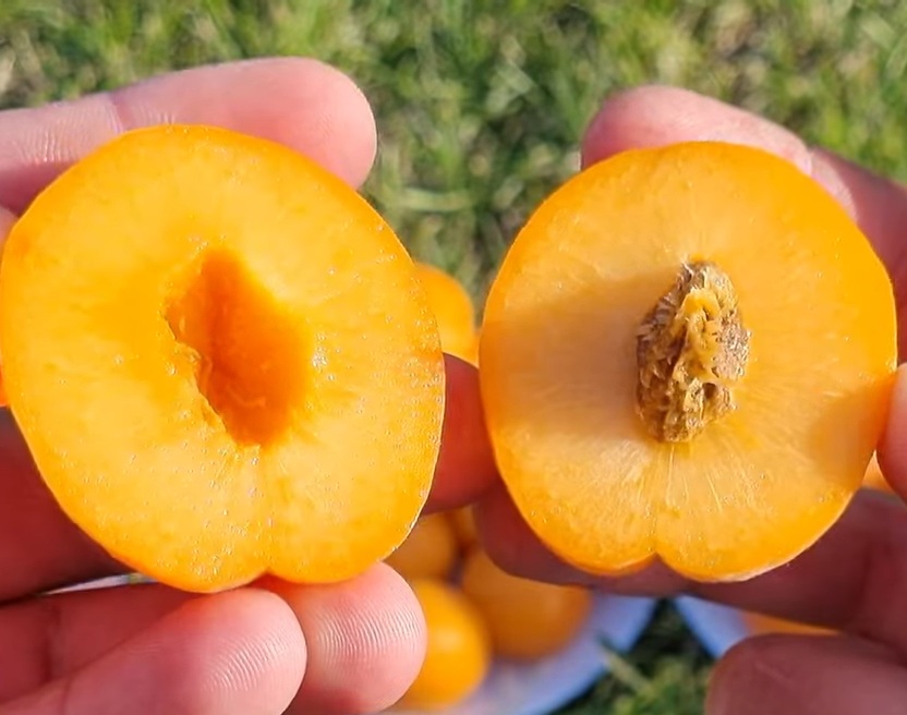 Купити саджанець абрикосу Лука