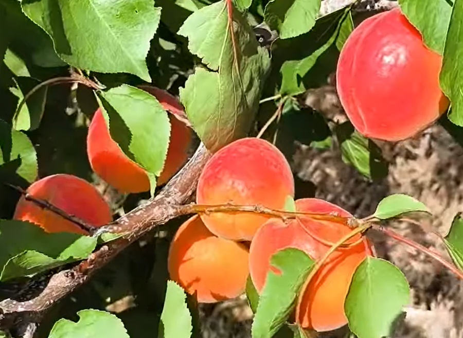 Купити саджанці абрикосу Лідо 