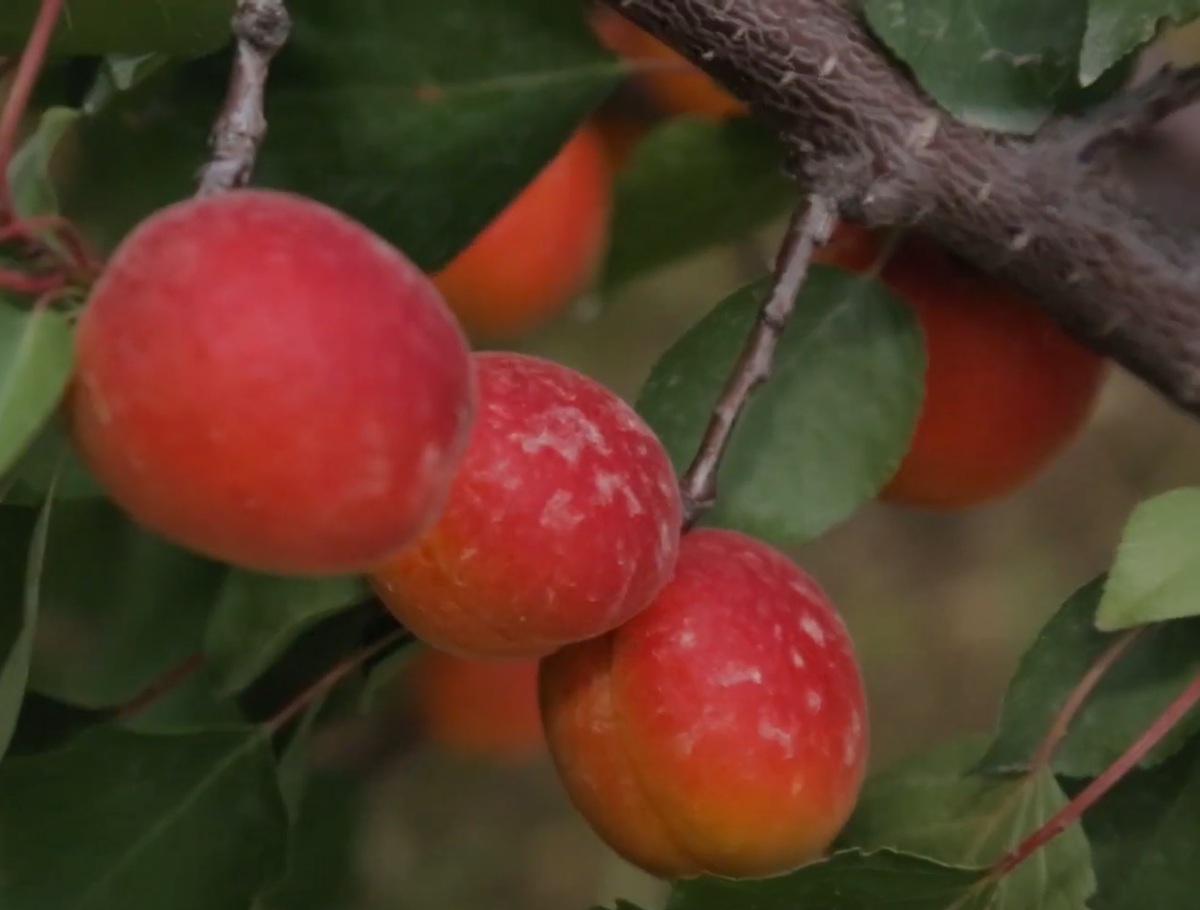 Купити саджанці абрикосу Лідо 