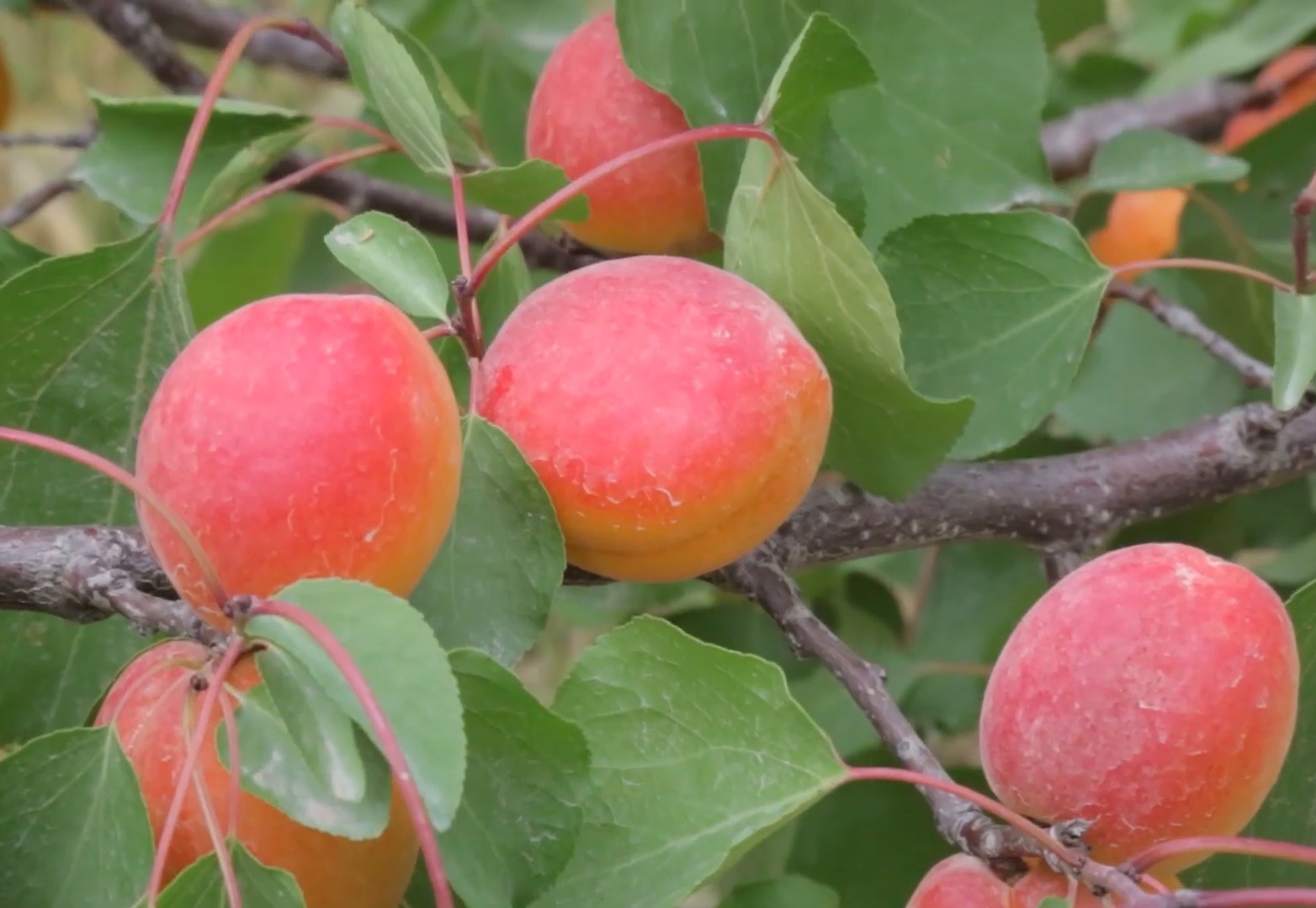 Купити саджанці абрикосу Лідо 