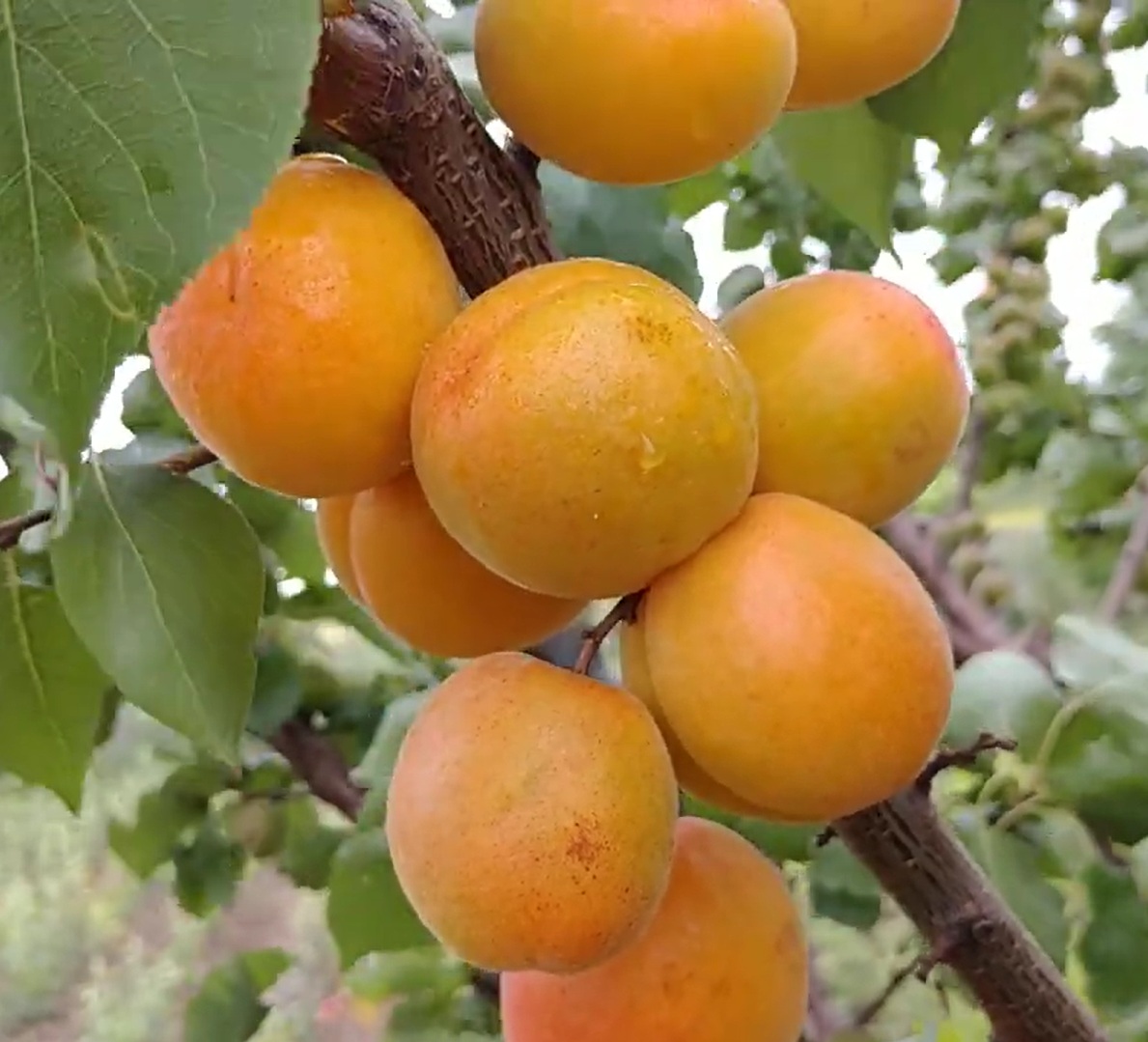 Купити Абрикос "Мая Кот"