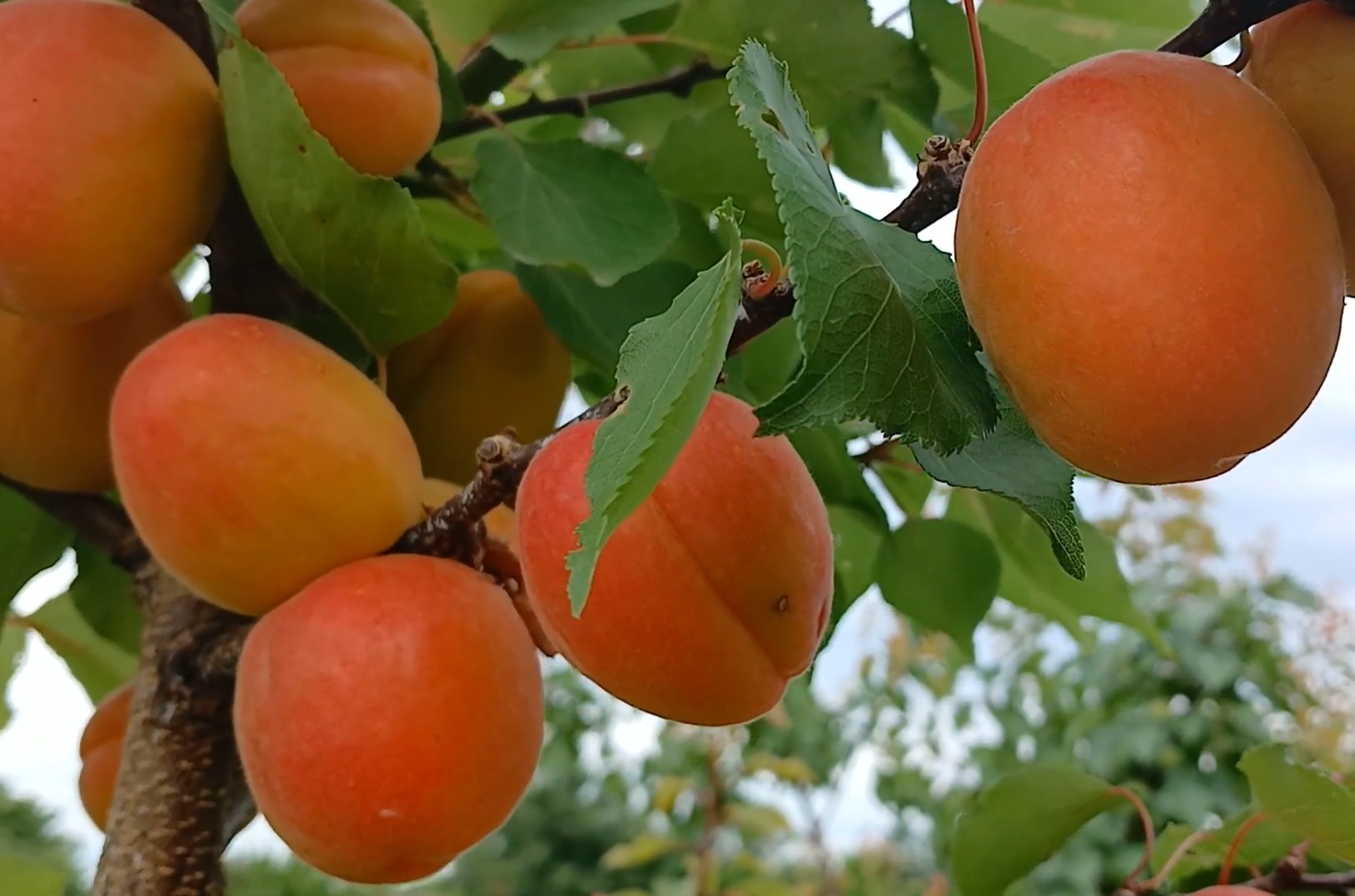 Купити Абрикос "Мая Кот"