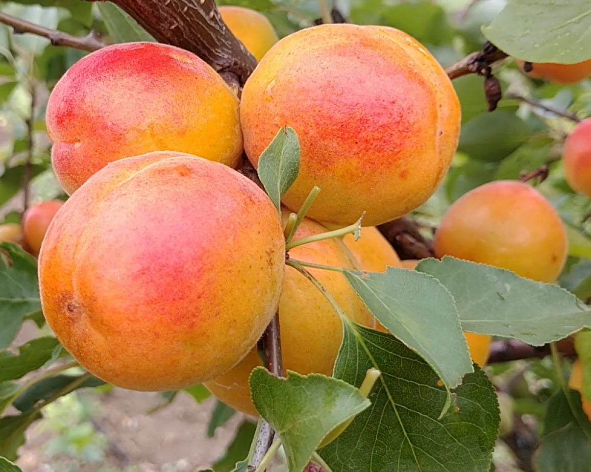 Купити Абрикос "Мая Кот"