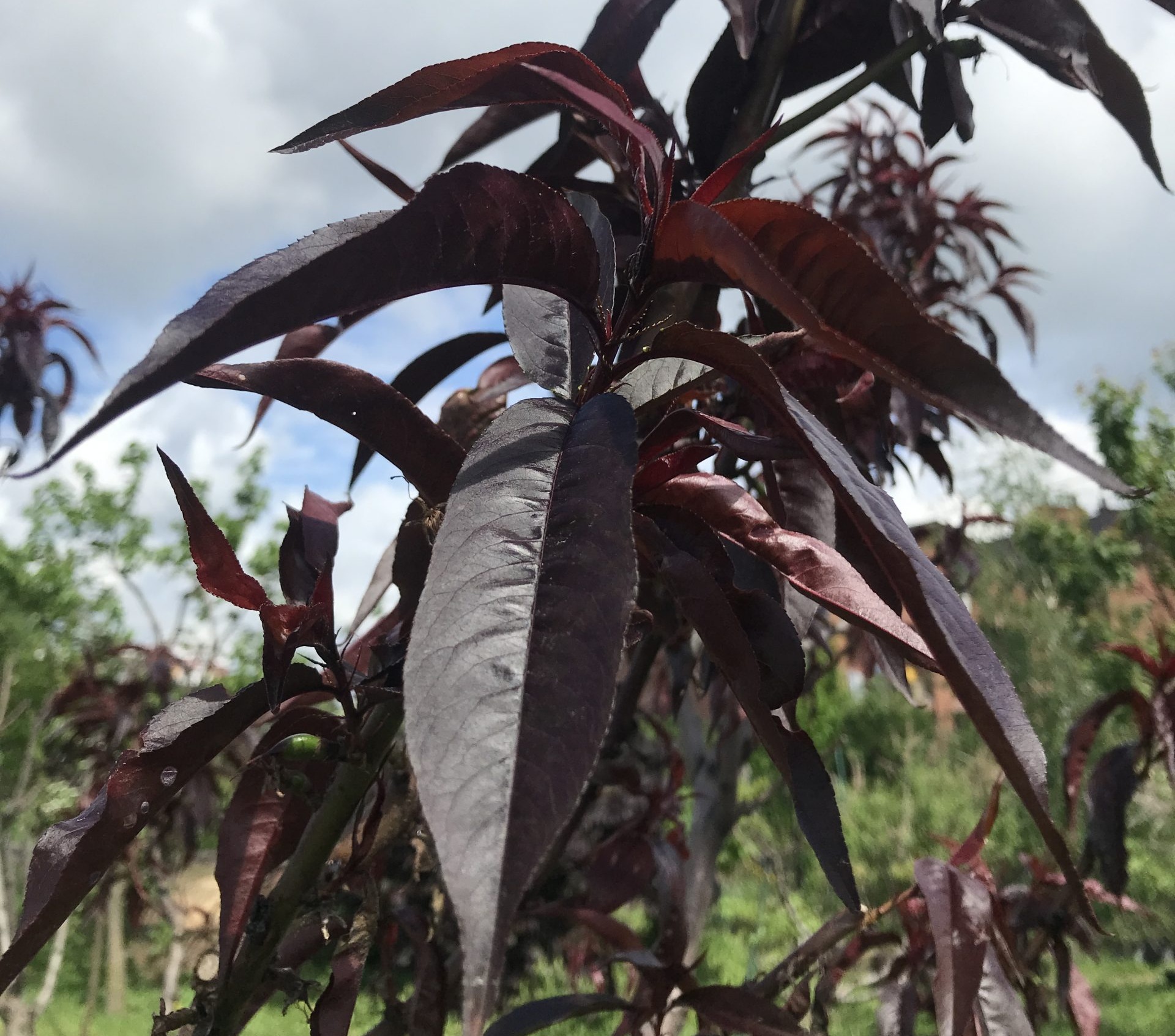 Купити Нектарин червонолистий "Медведівський"