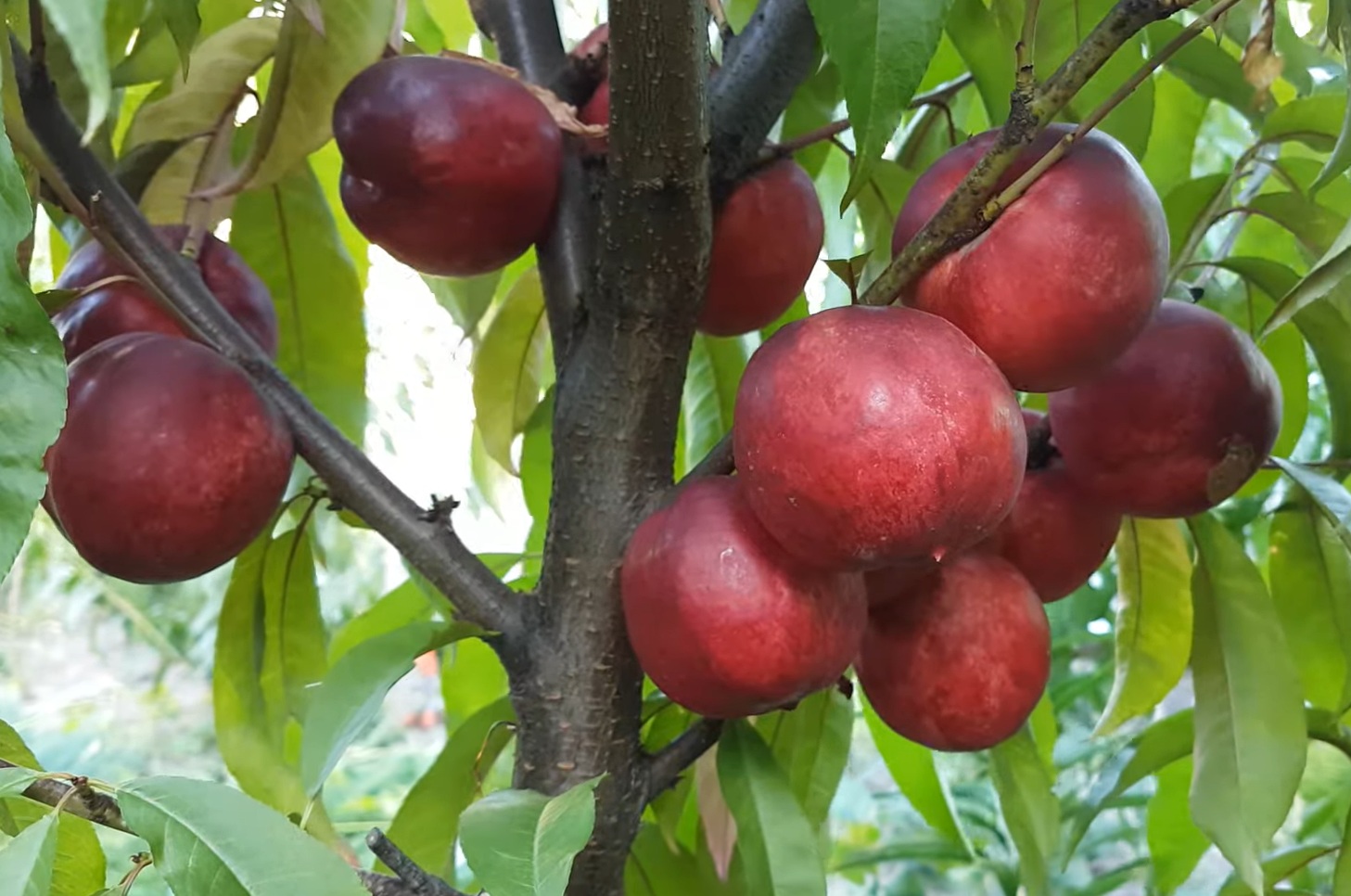 Купити Нектарин червонолистий "Медведівський"