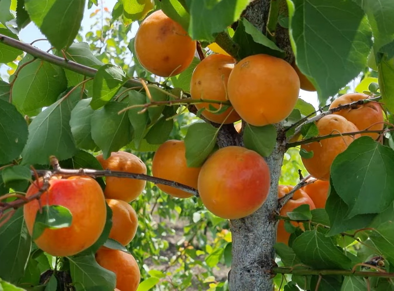 Купити Абрикос "Меджик Кот"