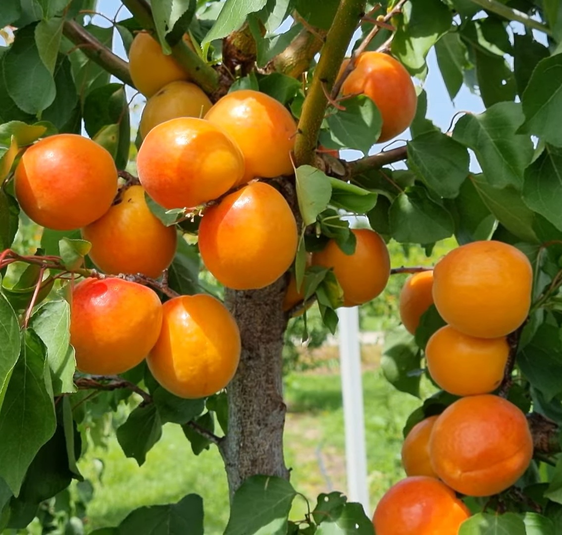 Купити Абрикос "Меджик Кот"