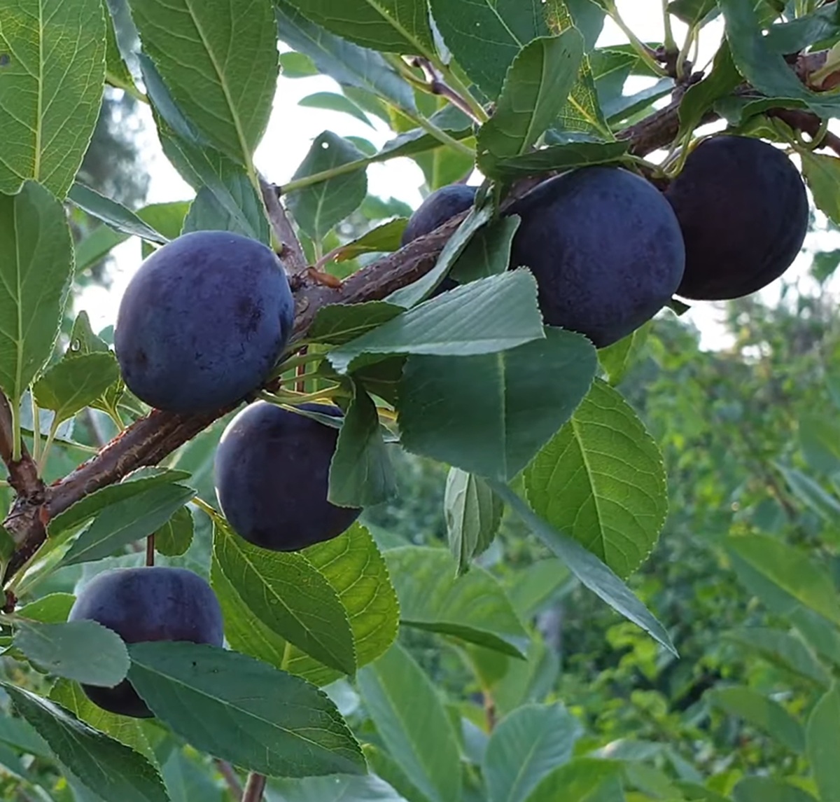 Купити Гібрид сливи “Мейнор”