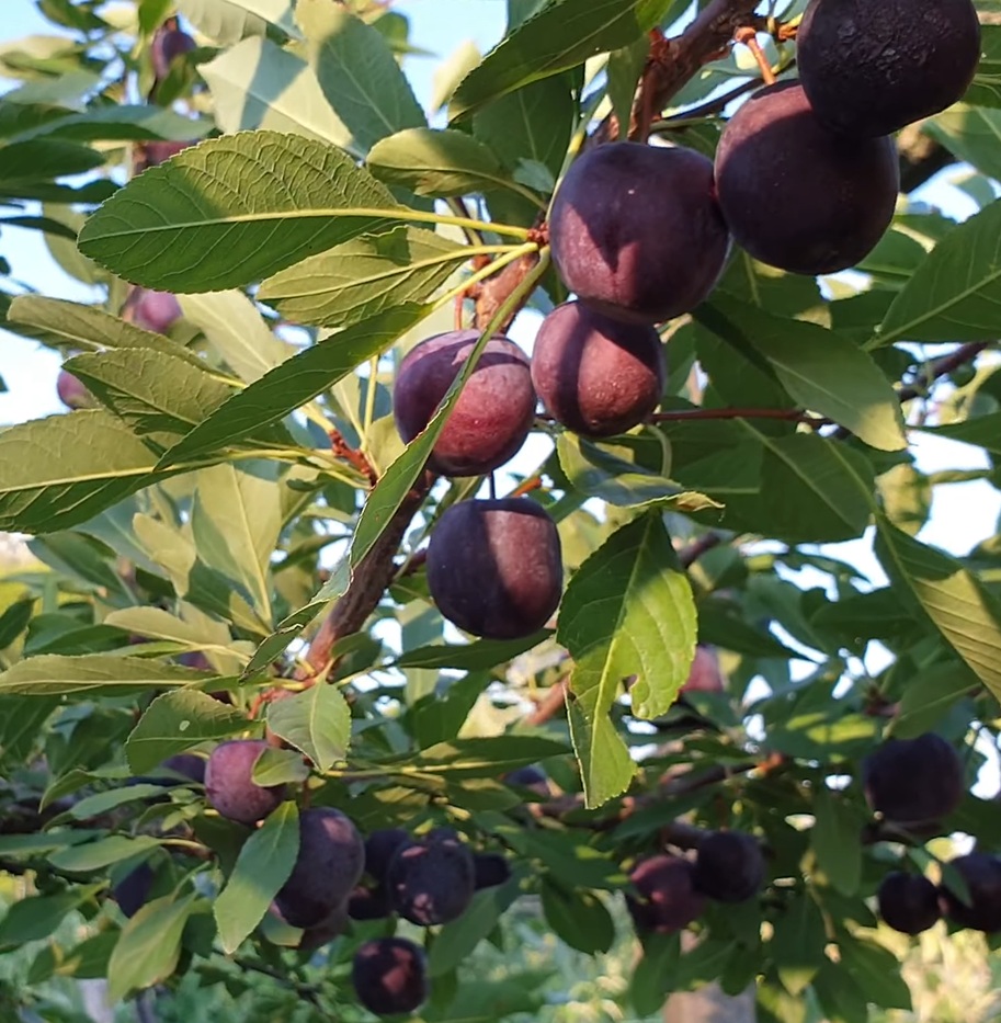 Купить Гибрид сливы "Мейнор"