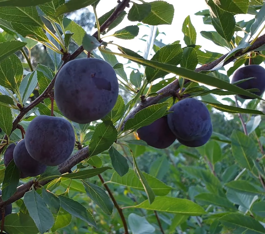 Купити Гібрид сливи “Мейнор”