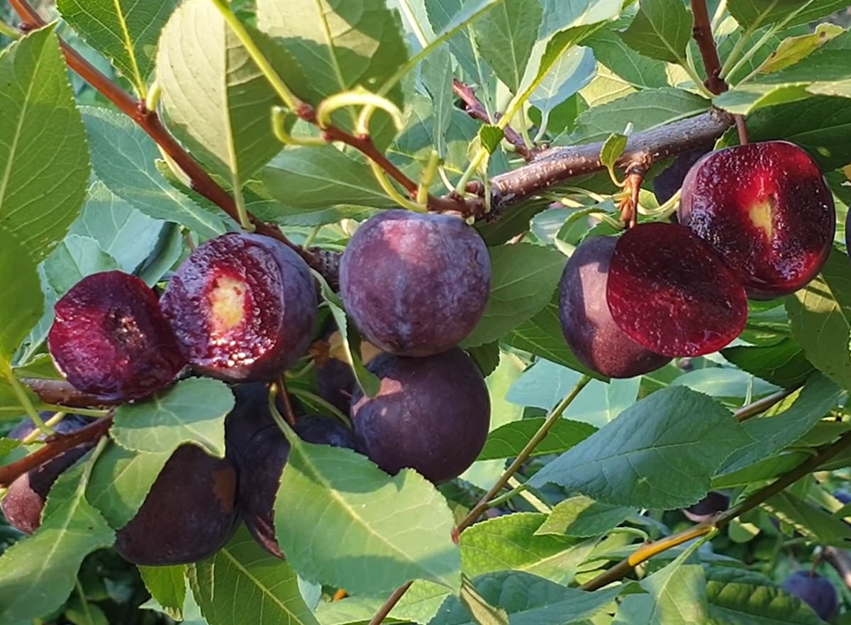 Купити Гібрид сливи “Мейнор”