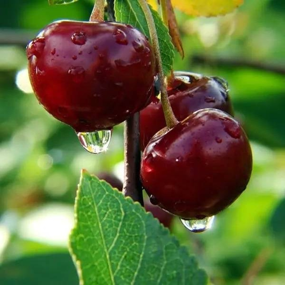 Купити Вишню "Мелітопольська"