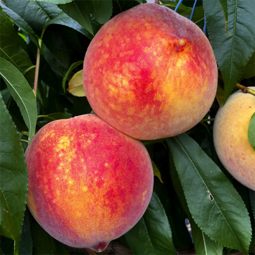 Купити Персик "Мелітопольський Ясний"  