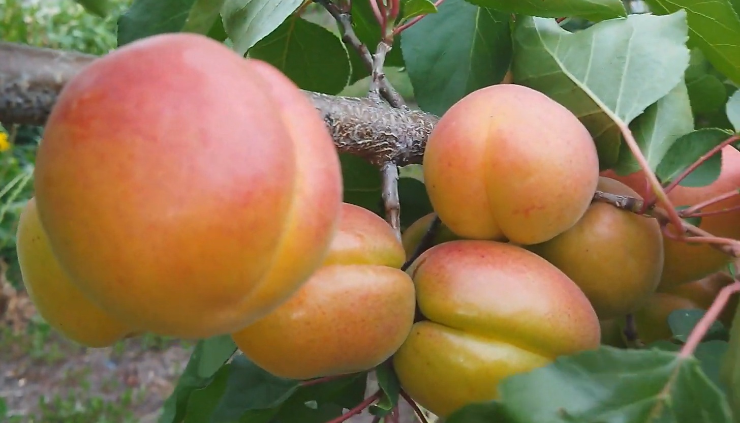 Купити Абрикос “Мелітопольський” 