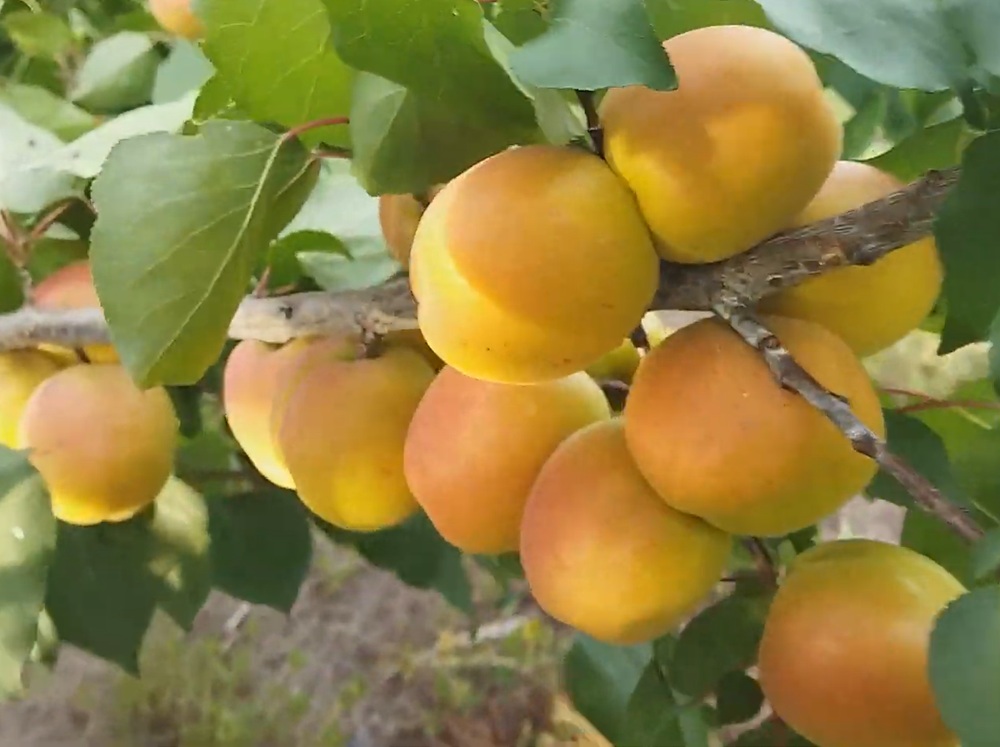 Купити Абрикос “Мелітопольський” 