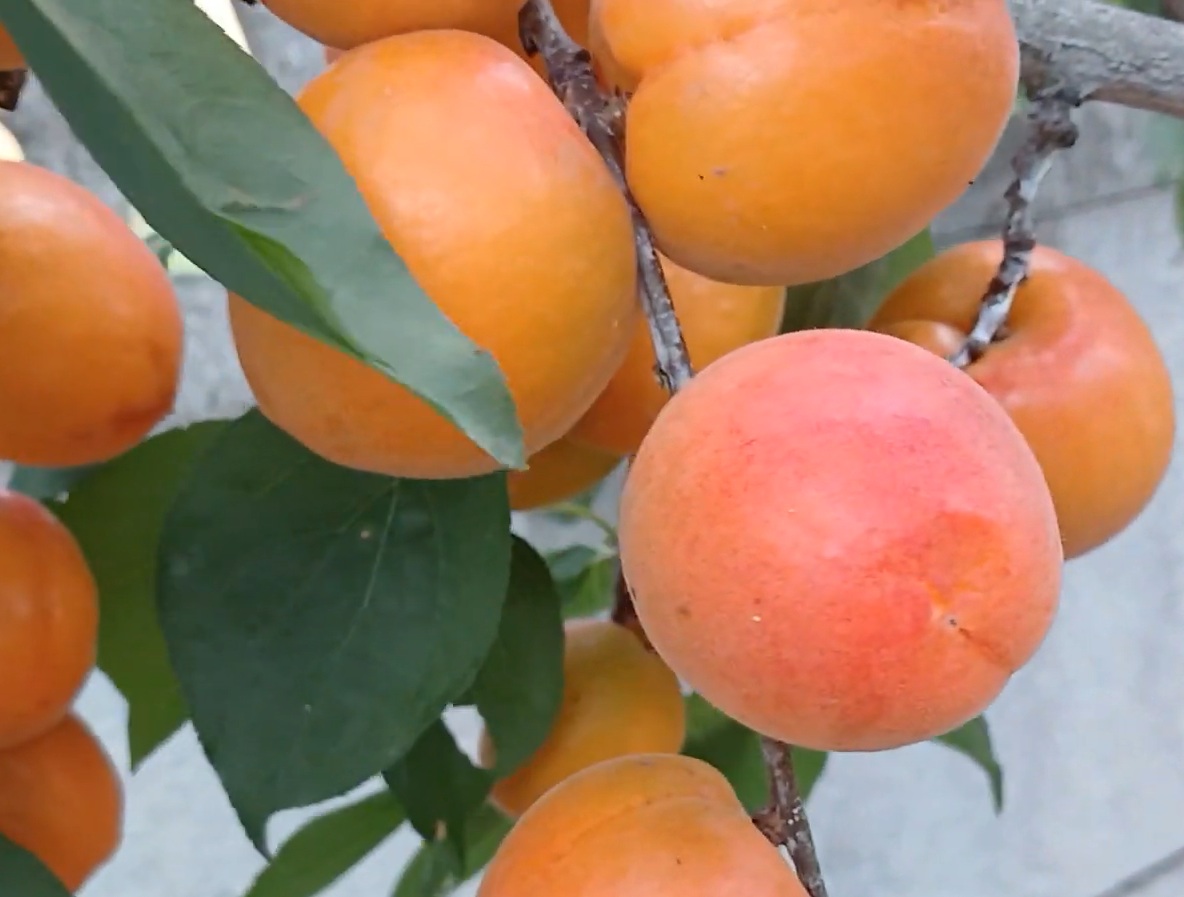 Купити Абрикос “Мелітопольський” 